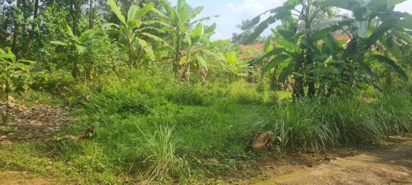 Tanah Kosong Kujangsari Langensari
