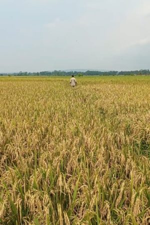Tanah Sawah Kalapasawit Lakbok Ciamis